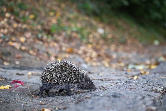 的主要原因 的主要原因